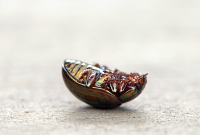 Rozemarijngoudhaantje (Chrysolina cerealis) 9-2015 3870